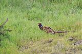 Ring-necked Pheasantborder=